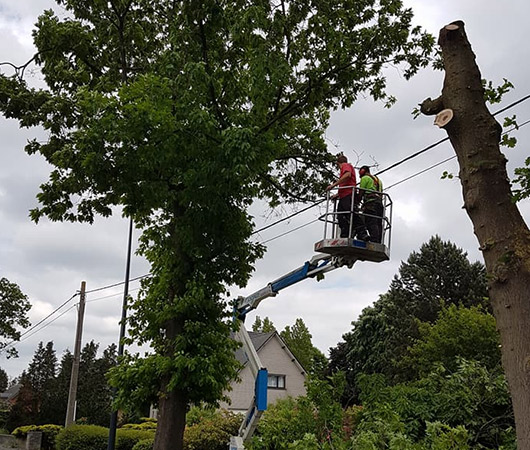 jardinier nacelle coupe arbre elagage